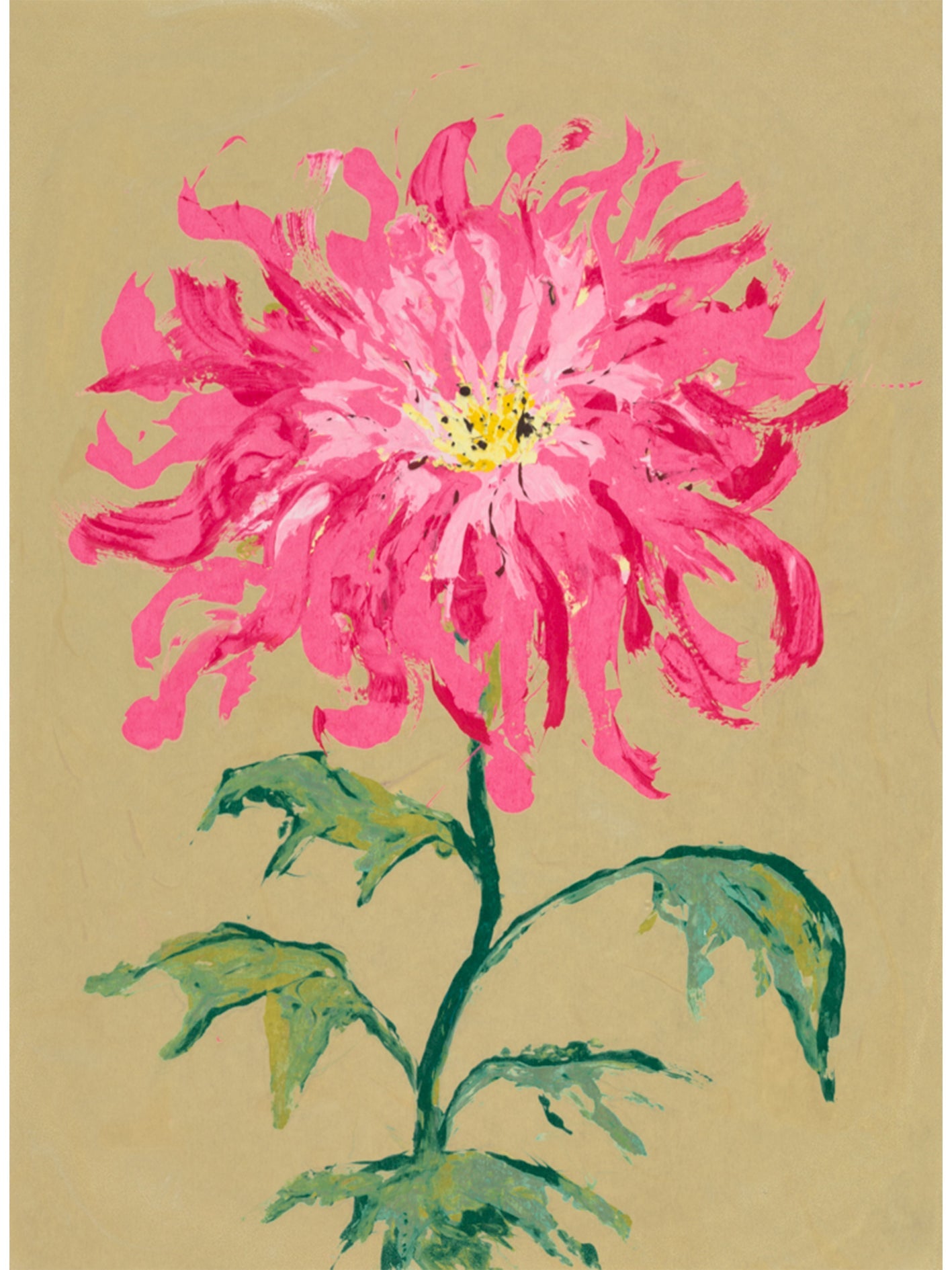 Chrysanthemum 5