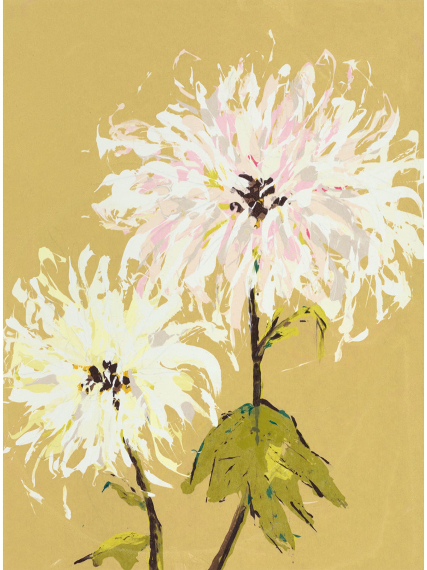 Chrysanthemum 6