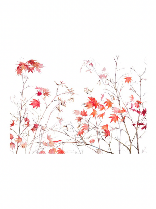 Autumn Acer (Giclée Print)