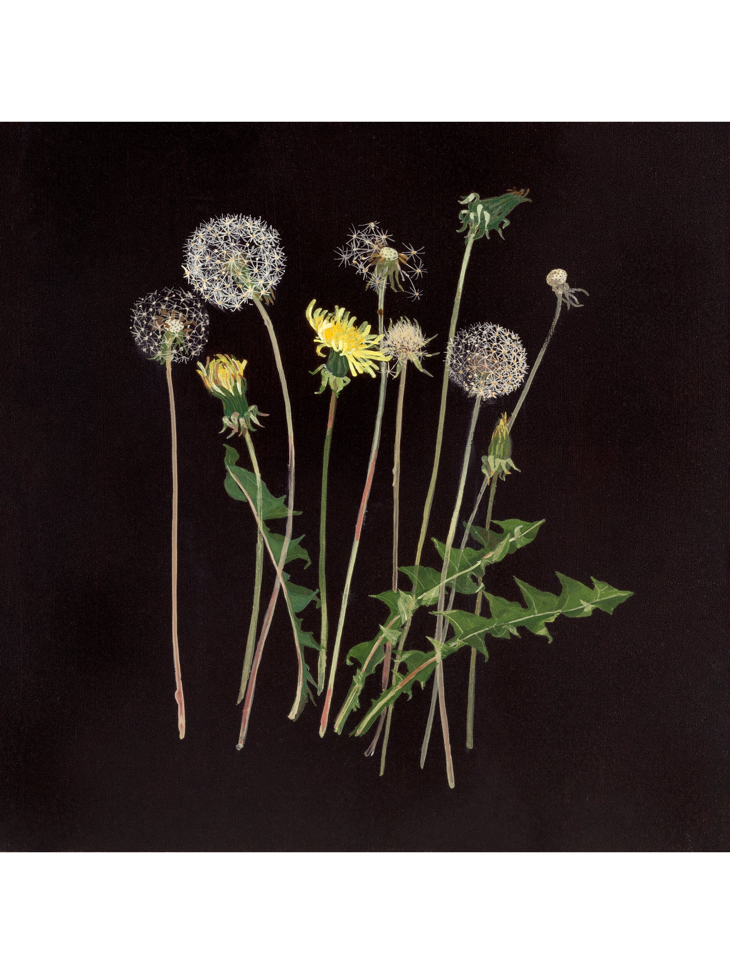 Dandelions III