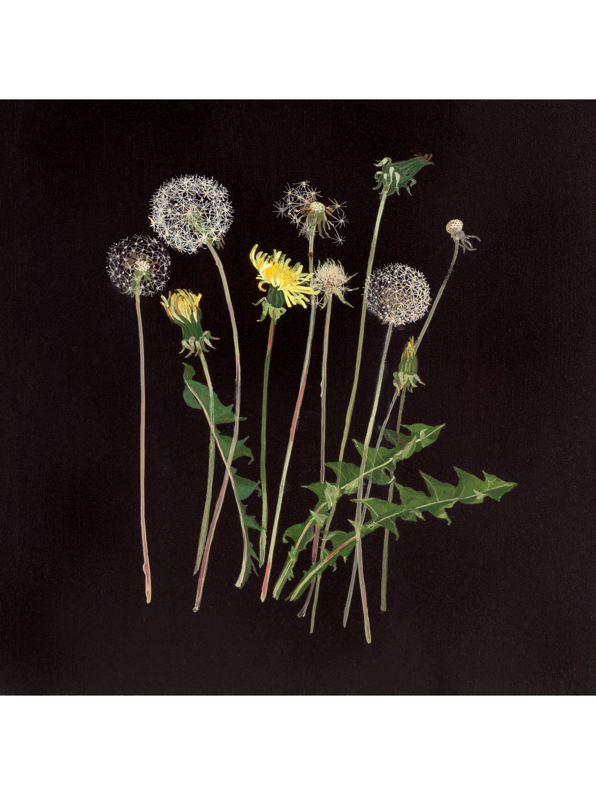Dandelions III