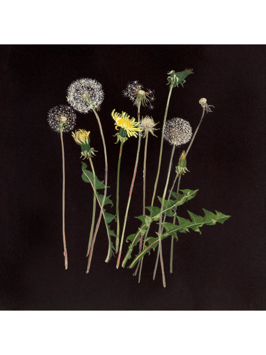 Dandelions III