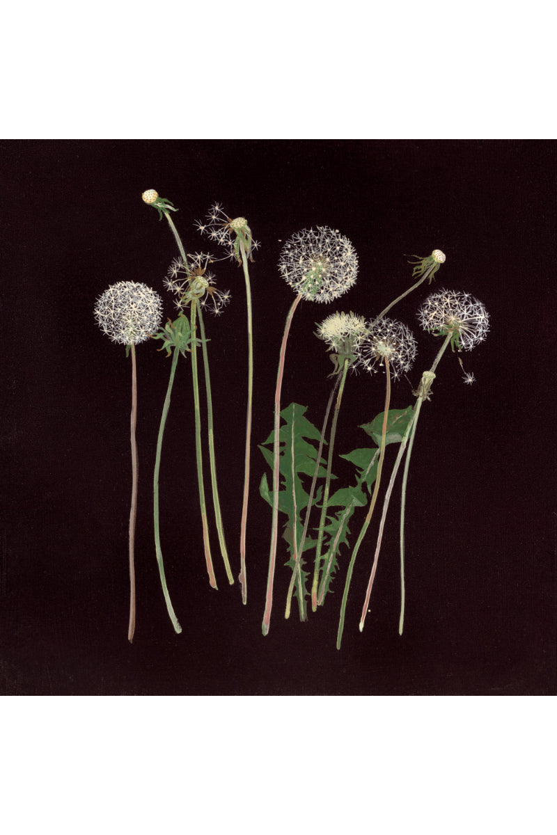 Dandelions II