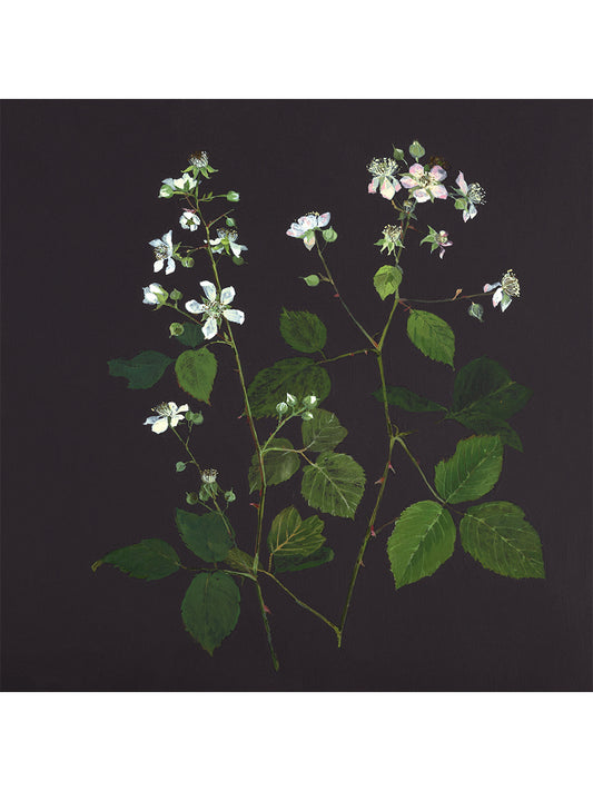 Early Summer study, Blackberry Blossom (Giclée Print)