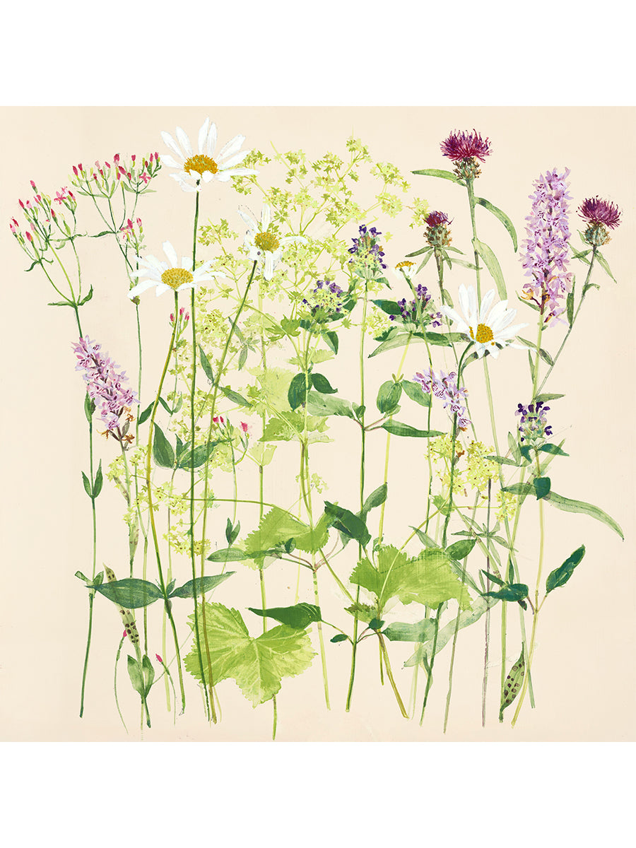 Summer Meadow
