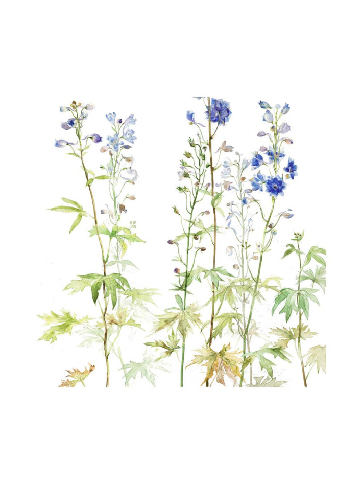 Delphinium (Giclée Print)
