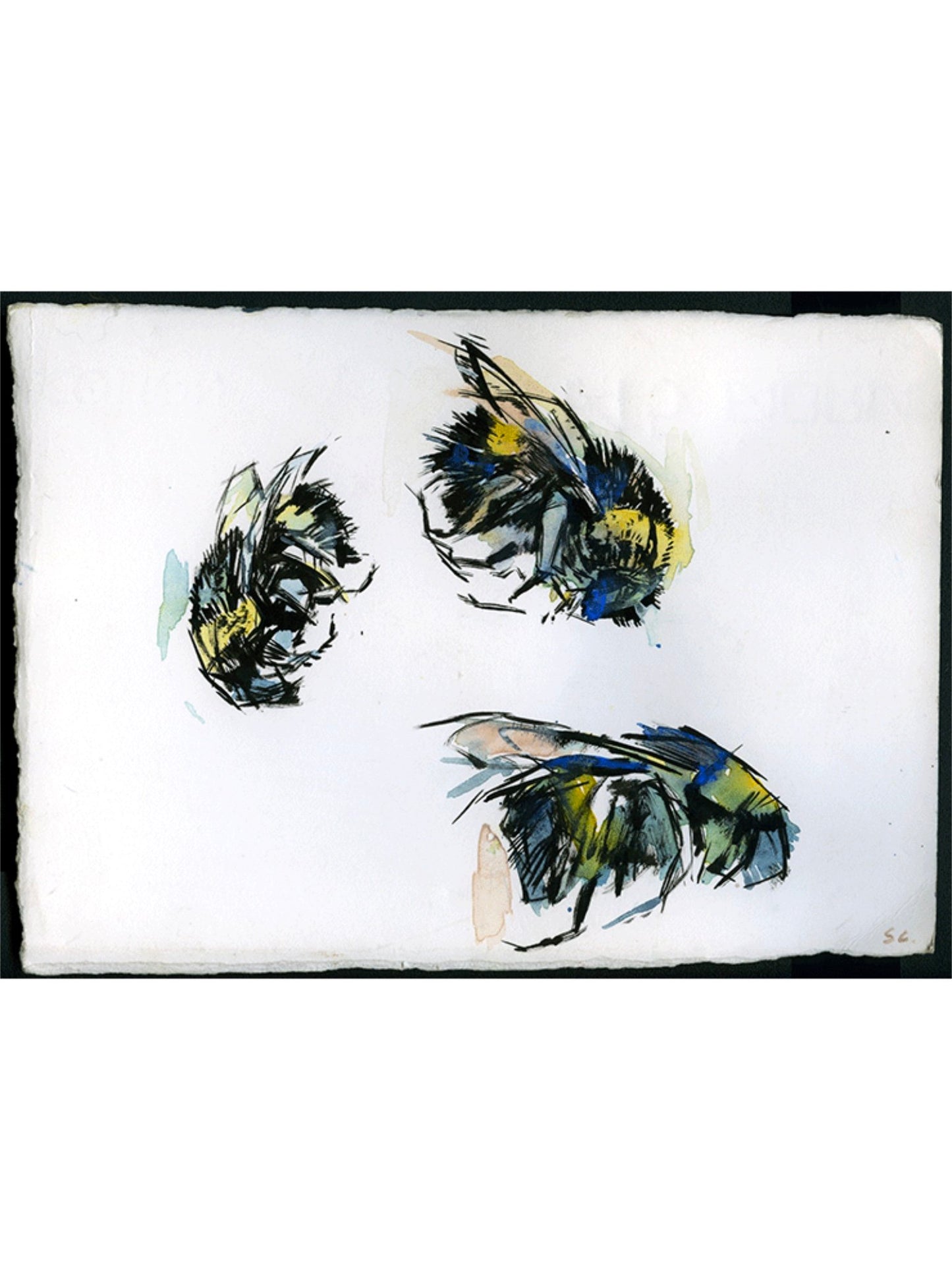 Bee Study