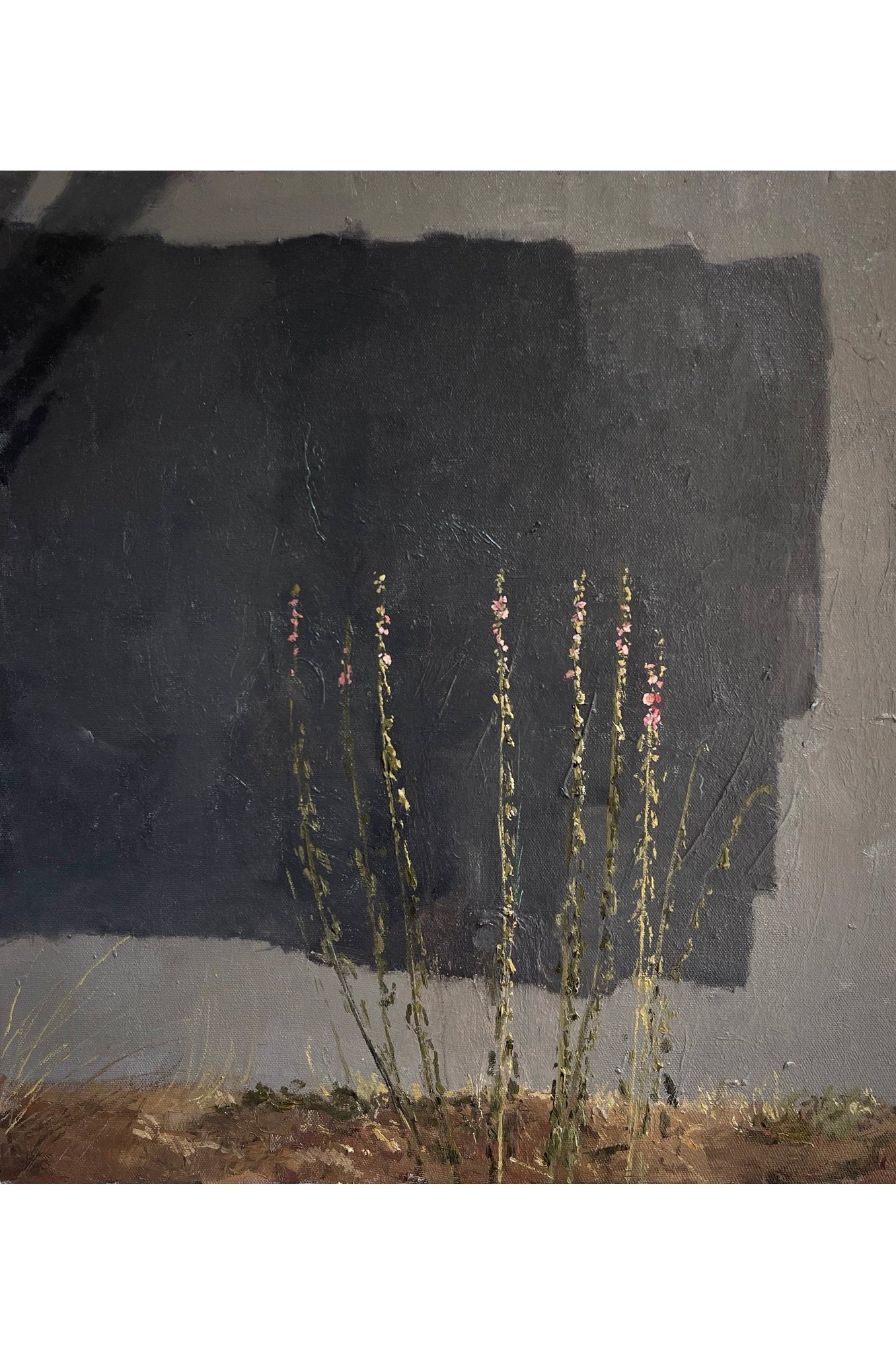 Malvas, Muro Negro (Camden)