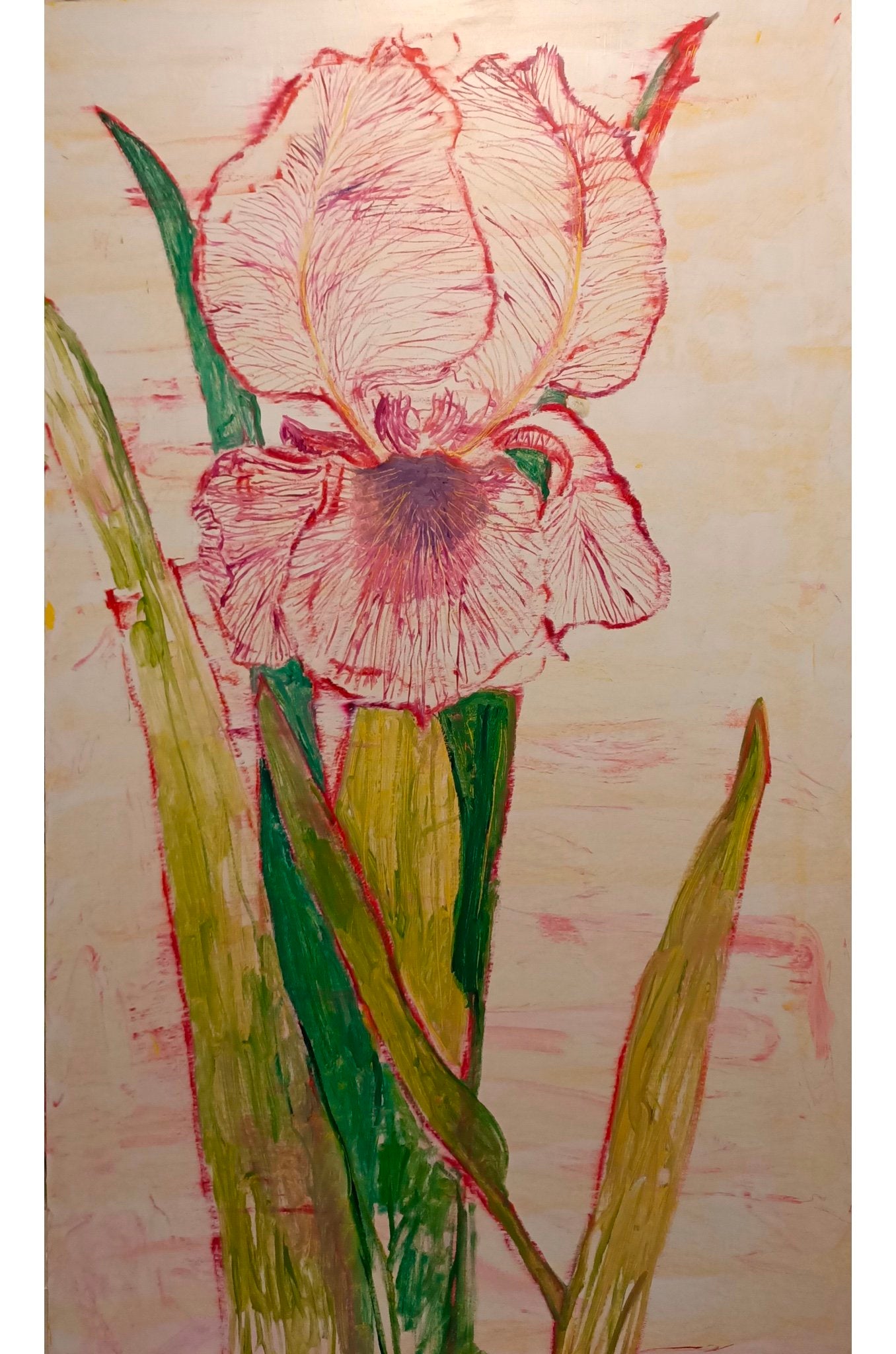 Iris