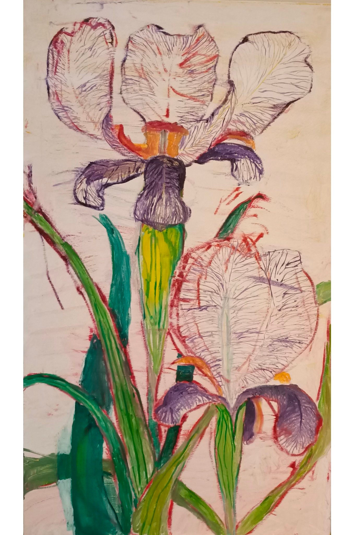 Purple Iris