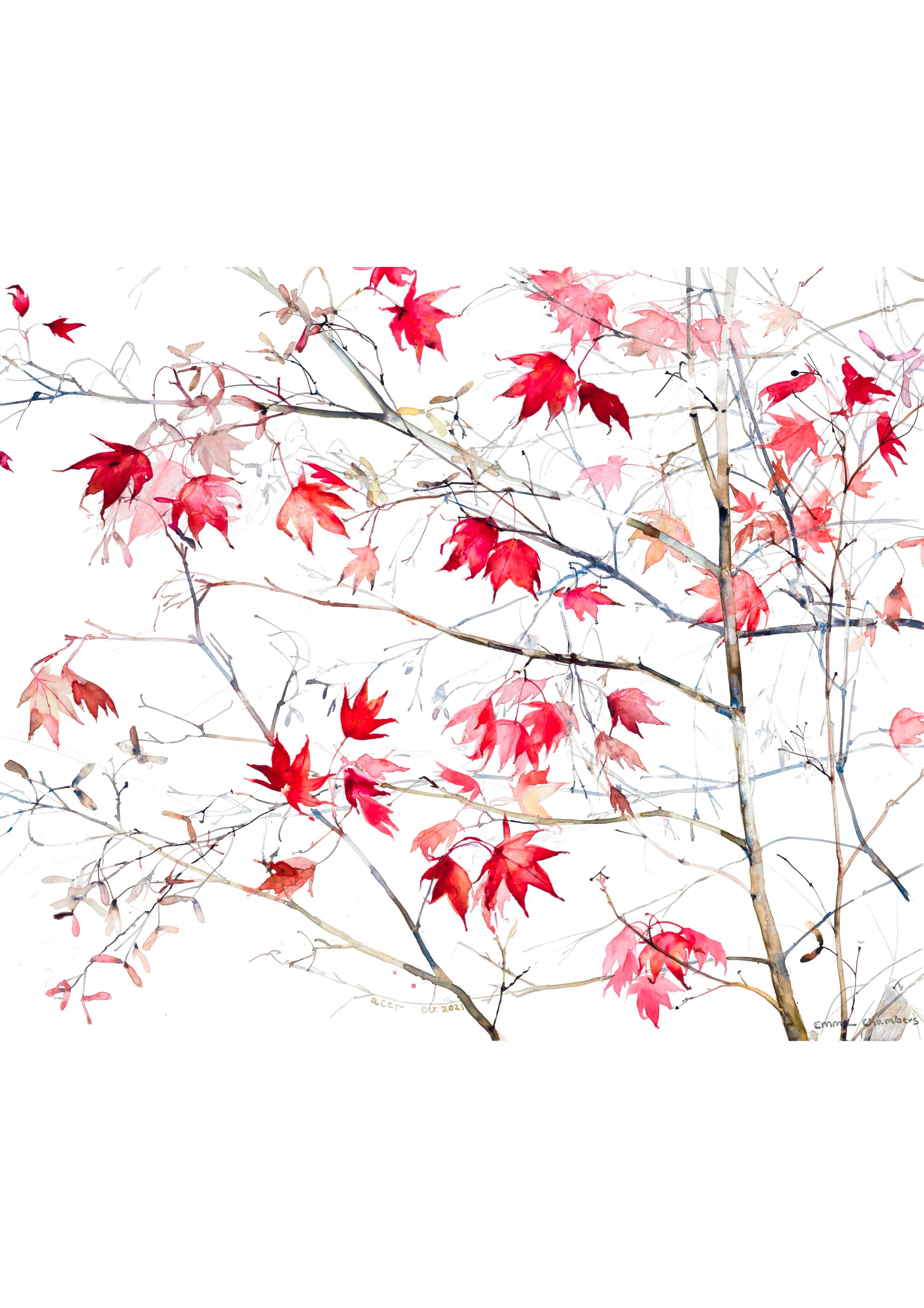 Acer