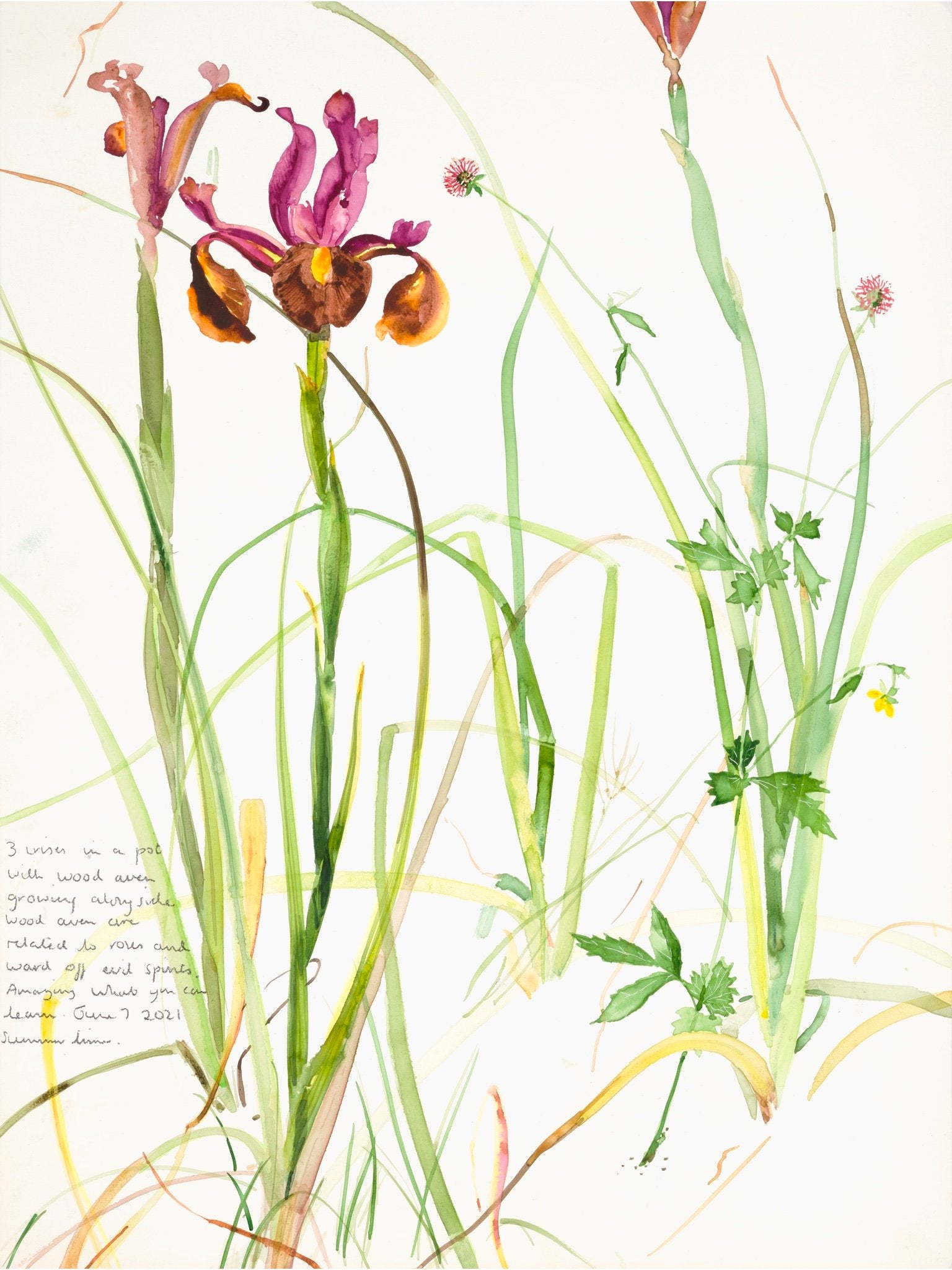 Iris and Wood Aven