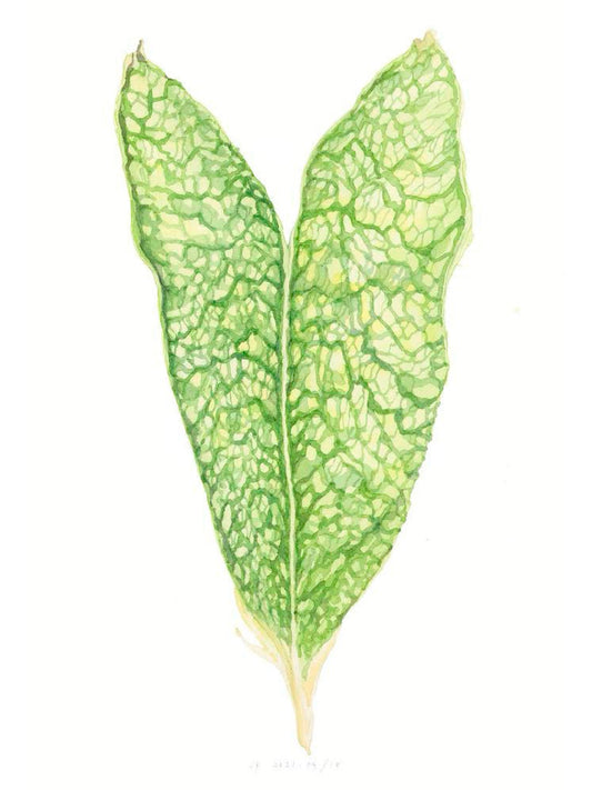 Pod of English Peas