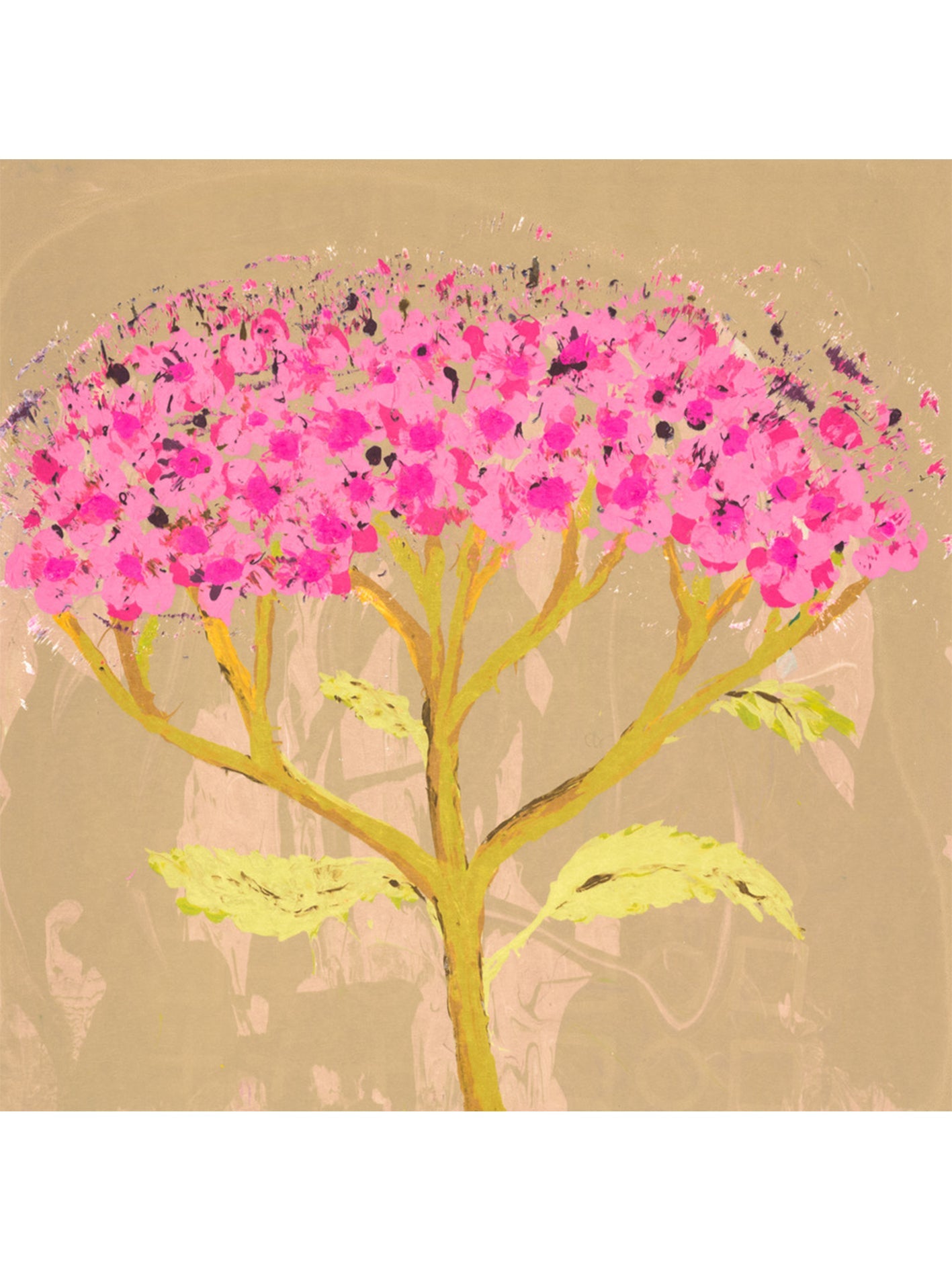 Spirea Japonica