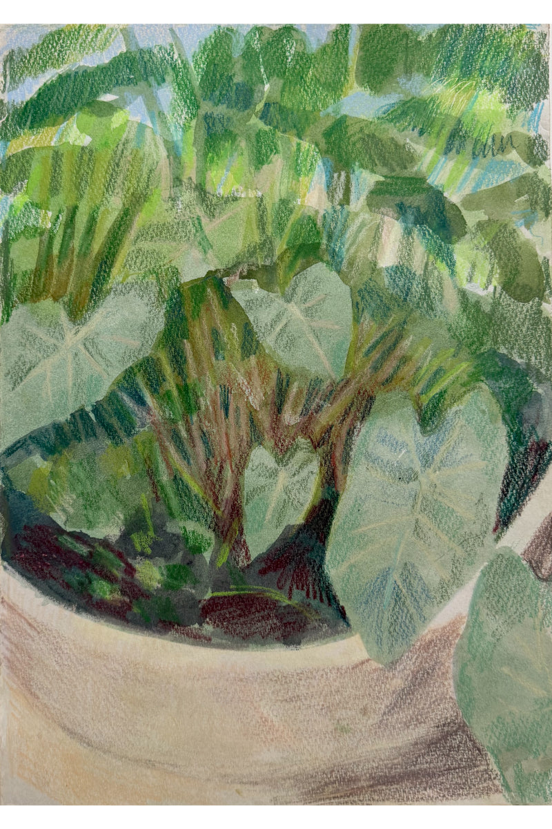 Palermo Botanical Garden