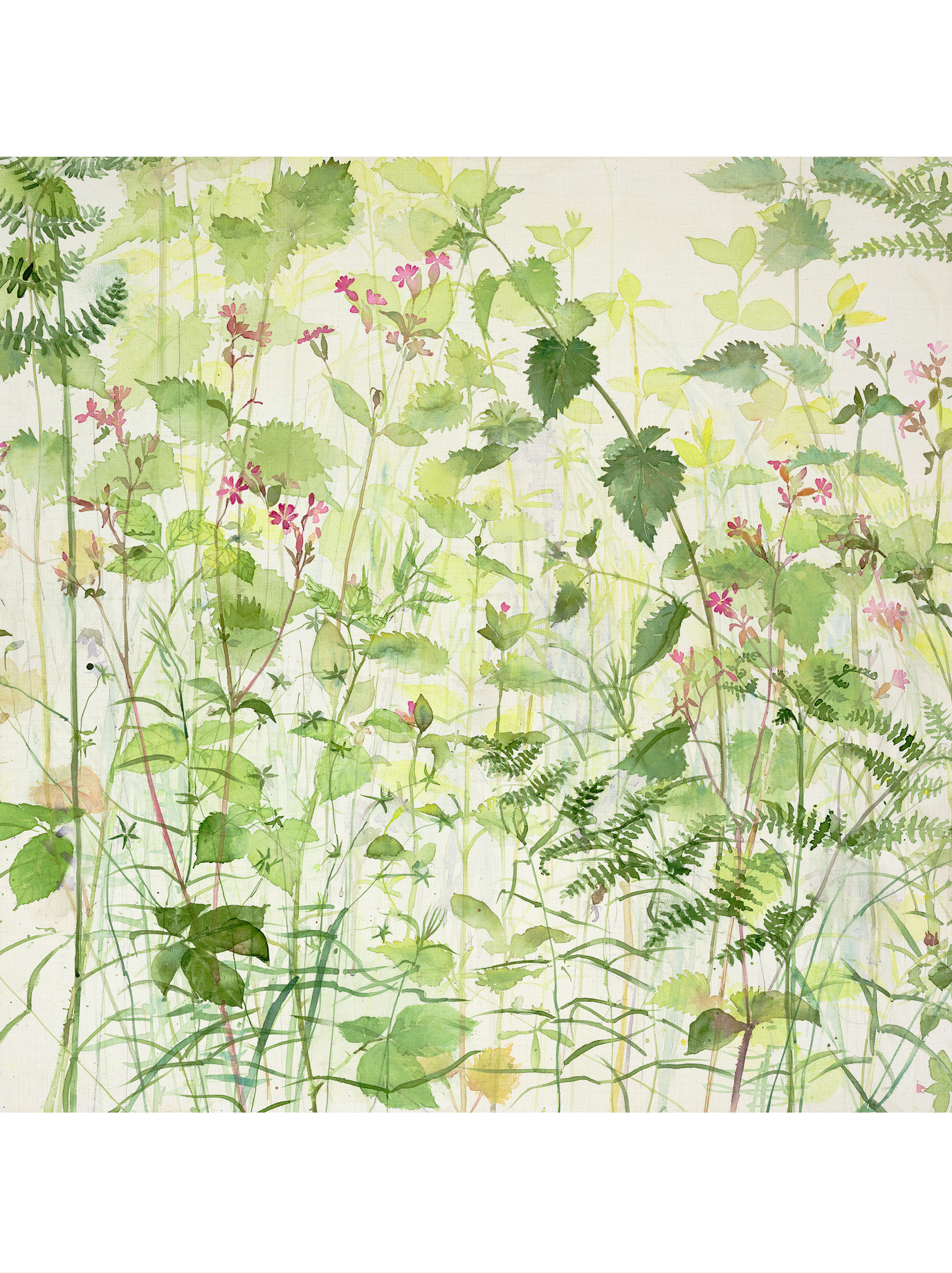 Pink Campion and Nettles