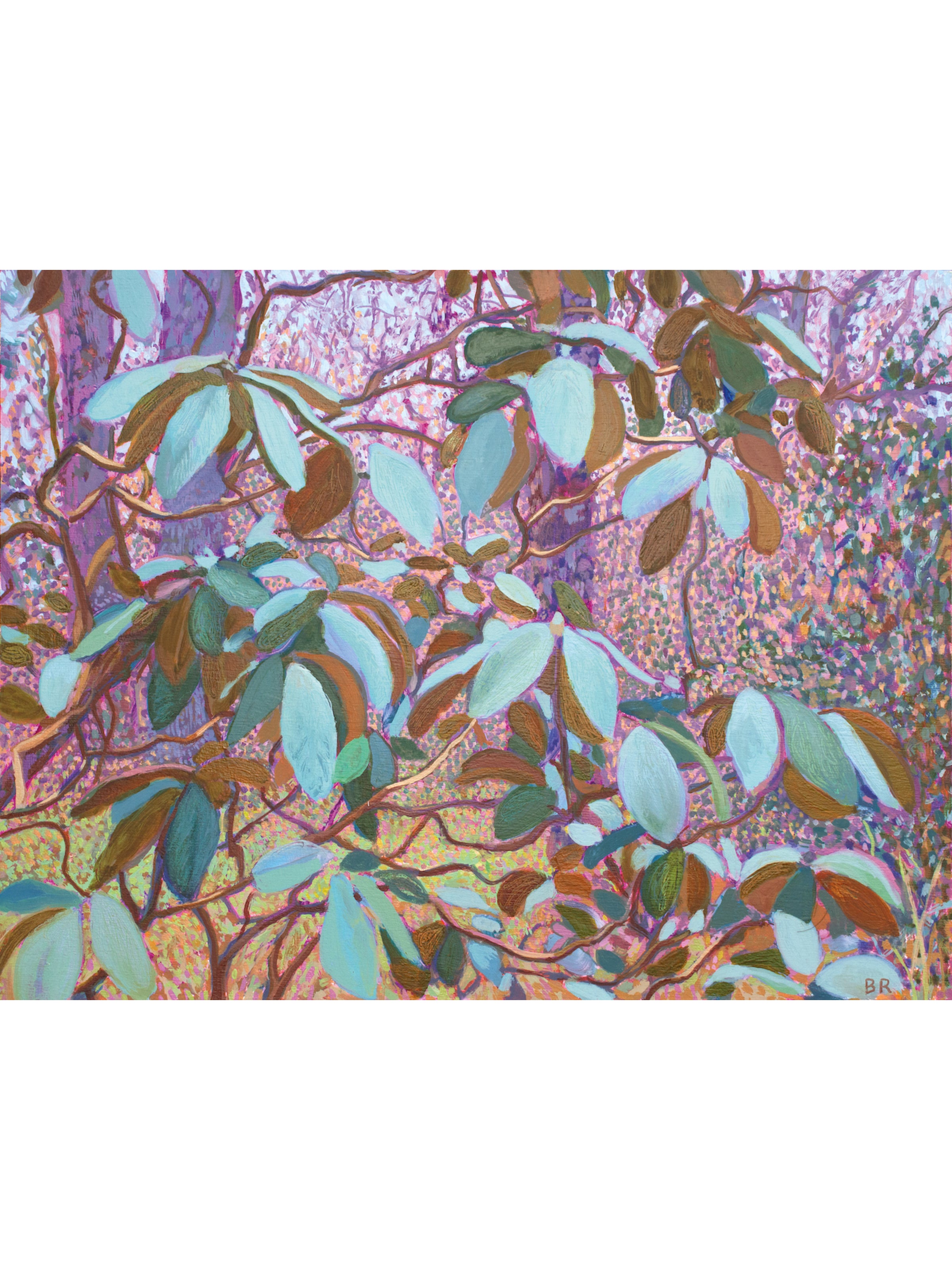 Rhododendron Falconeri