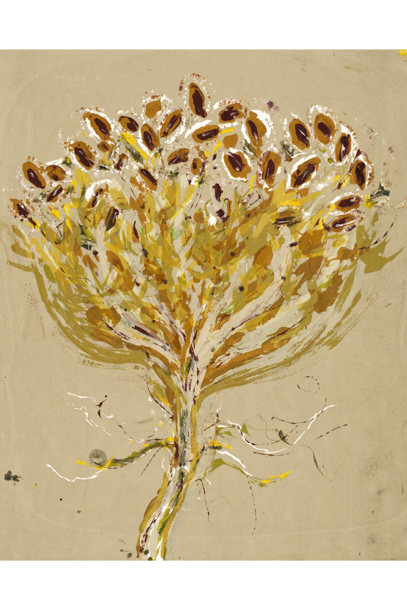 Queen Anne's Lace 1