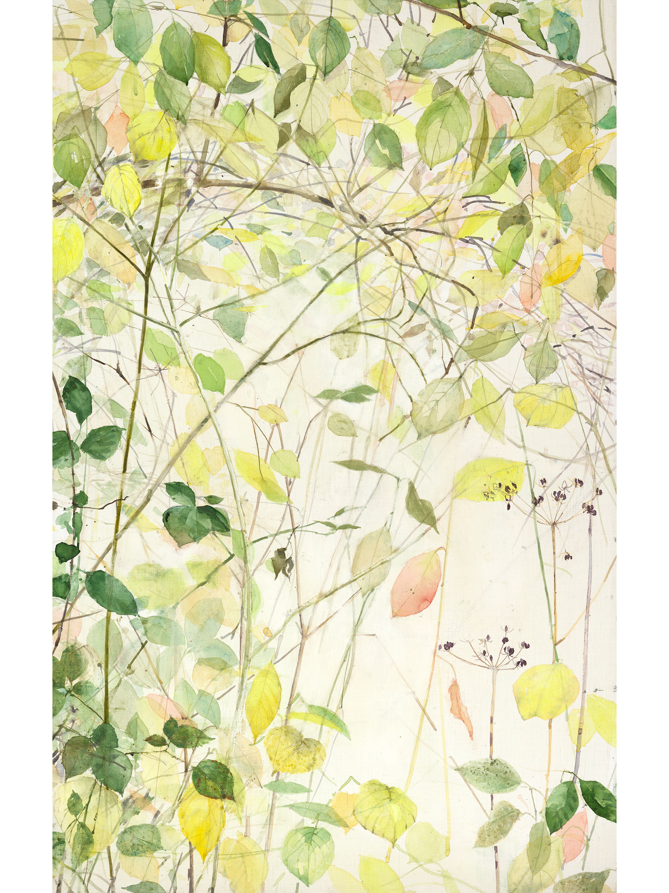 Under the Canopy