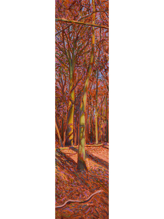 Winter Light Through the Beeches